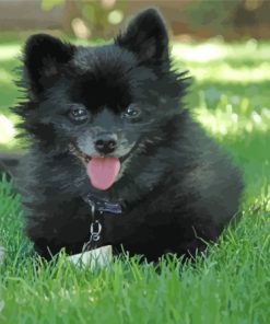 Black Pomchi Puppy Diamond Painting