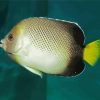 Cream Angelfish Diamond Painting