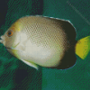 Cream Angelfish Diamond Painting