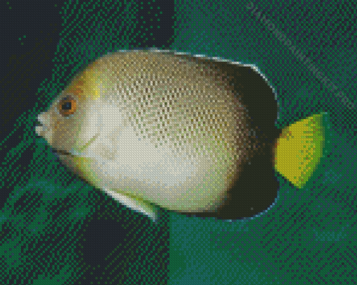 Cream Angelfish Diamond Painting