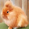 Fluffy Lionhead Rabbit Diamond Painting