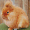 Fluffy Lionhead Rabbit Diamond Painting