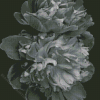 Peonies Black And White Diamond Painting