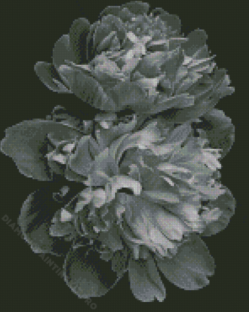 Peonies Black And White Diamond Painting