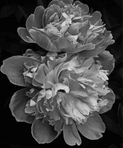 Peonies Black And White Diamond Painting