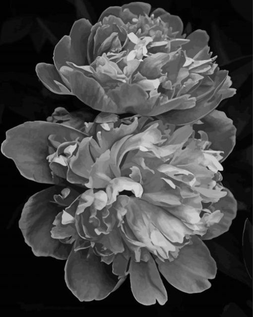 Peonies Black And White Diamond Painting