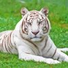 Albino Tiger Diamond Painting