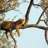 Leopard In Tree Diamond Painting