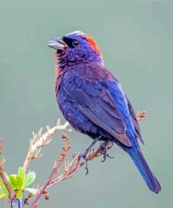 Purple Bird Diamond Painting