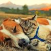 Sleepy Dog And Cat Together Diamond Painting