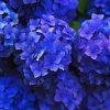 Blue Hortensia Flowers Diamond Painting