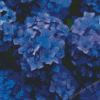 Blue Hortensia Flowers Diamond Painting