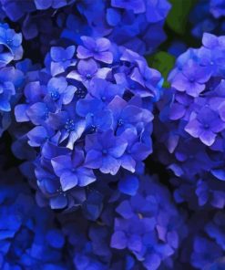 Blue Hortensia Flowers Diamond Painting