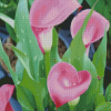 Pink Calla Lily Diamond Painting