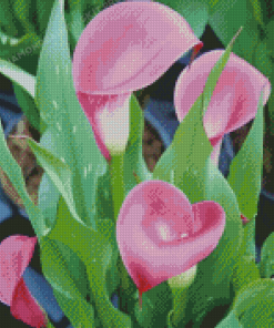 Pink Calla Lily Diamond Painting