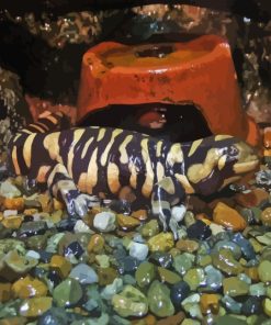 Ambystoma Tiger Salamander Diamond Painting