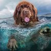 Brown Dog Swimming Diamond Painting