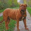 French Mastiff Diamond Painting