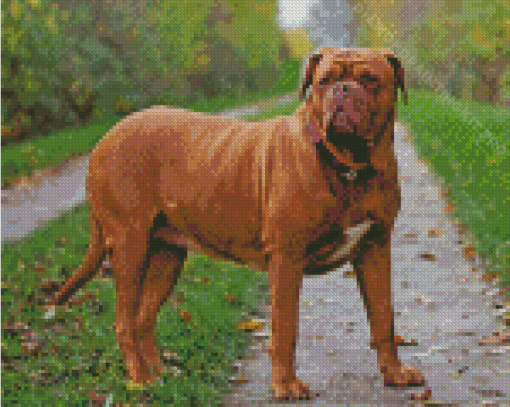 French Mastiff Diamond Painting