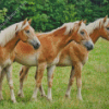 Haflinger Horses Diamond Painting