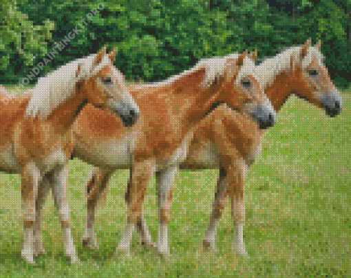 Haflinger Horses Diamond Painting