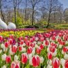 Keukenhof Garden Diamond Painting