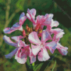 Oleanders Diamond Painting