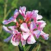 Oleanders Diamond Painting