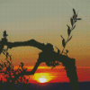 Olive Tree silhouette At Sunset Diamond Paintings