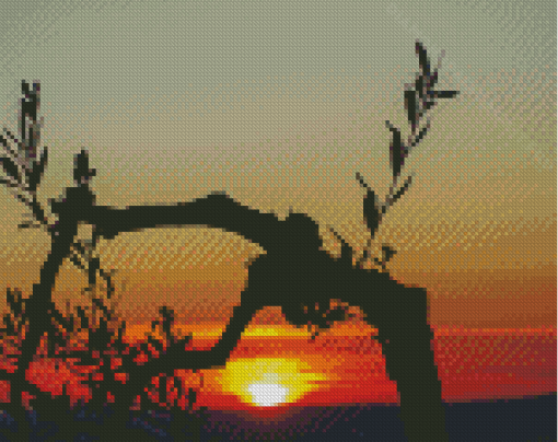 Olive Tree silhouette At Sunset Diamond Paintings