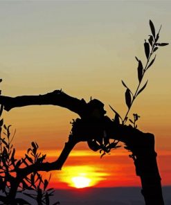 Olive Tree silhouette At Sunset Diamond Painting