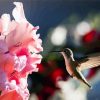 Pink Gladiola And Hummingbird Diamond Painting