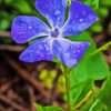 Purple Periwinkle Flower Diamond Painting