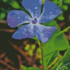 Purple Periwinkle Flower Diamond Painting