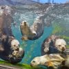 Sea Otter In Monterey Bay Aquarium Diamond Painting