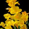 Spring Yellow Blossom Diamond Painting
