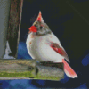 White Cardinal Diamond Paintings