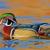 Wood Duck Side View Diamond Painting