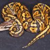 Yellow Black Ball Python Diamond Painting