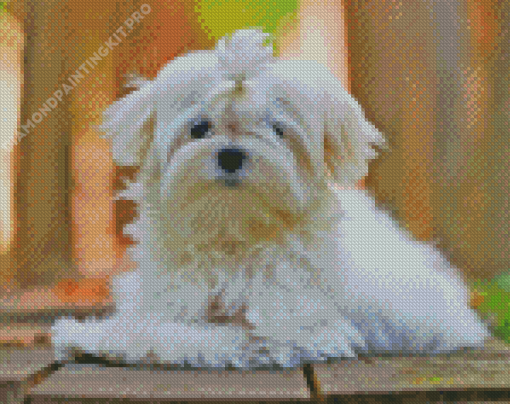 Bichon Maltais Pet Diamond Painting