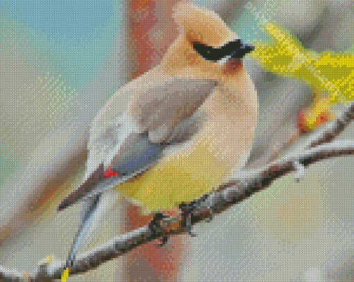 Cedar Waxwing On a Branch Diamond Painting