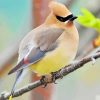 Cedar Waxwing On a Branch Diamond Painting