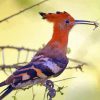 Hoopoe African Bird Diamond Painting