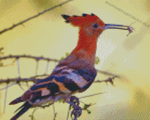 Hoopoe African Bird Diamond Painting