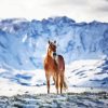 Horse Snow Diamond Painting