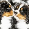 Bernese Mountain Dogs In Snow Diamond Painting