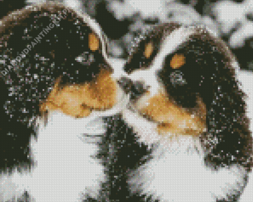 Bernese Mountain Dogs In Snow Diamond Painting