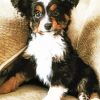 Mini Aussie Dog Diamond Painting