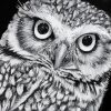 Black And White Owl Diamond Painting