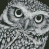 Black And White Owl Diamond Painting
